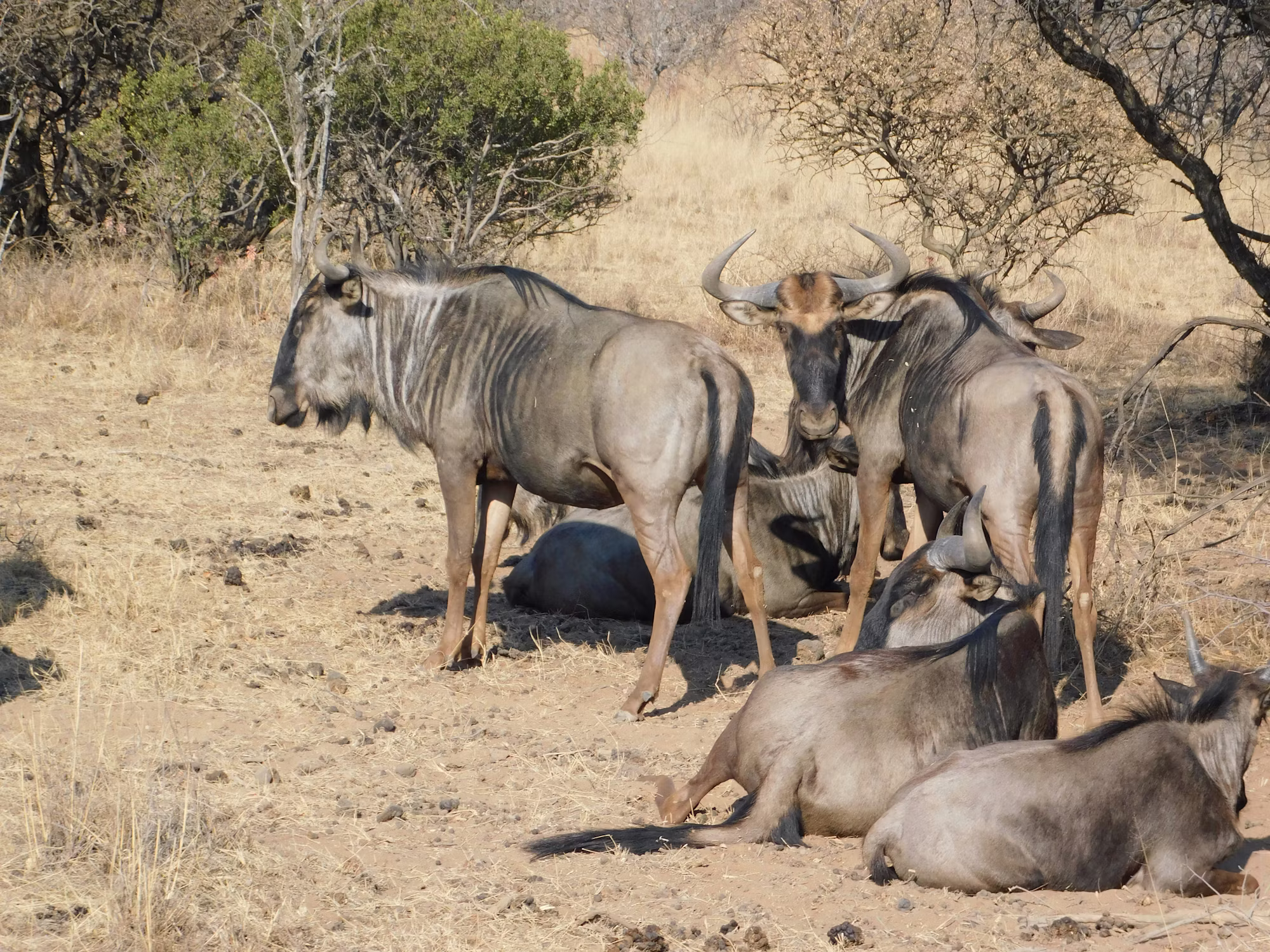 Exploring the Evolution of Open World Games: A Journey Through Design